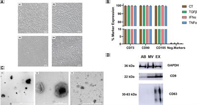 Cytokine-primed umbilical cord mesenchymal stem cells enhanced therapeutic effects of extracellular vesicles on osteoarthritic chondrocytes